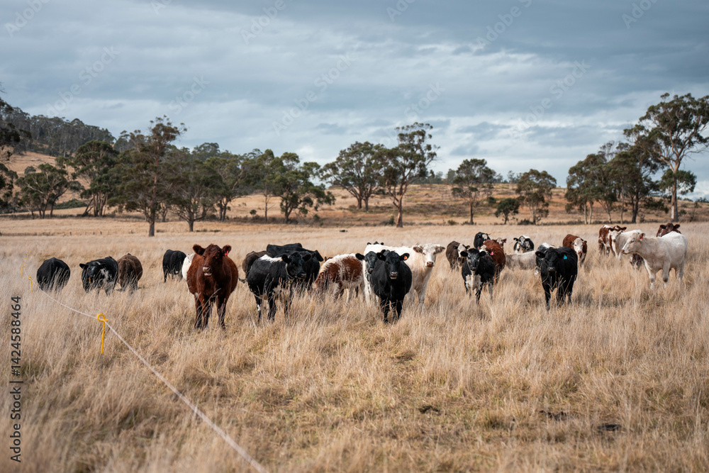 beautiful cattle in Australia eating grass, grazing on pasture. Herd of cows free range beef being regenerative raised on an agricultural farm. Sustainable farming