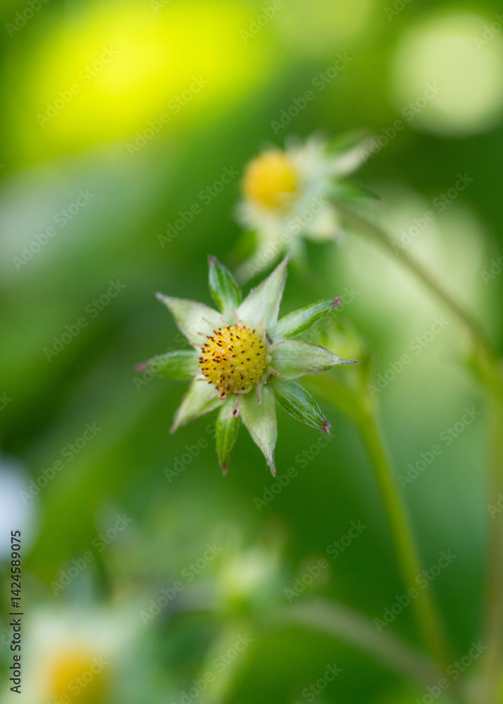 Obraz premium A ripe fruiting plant of wild strawberry in garden with green burry background of nature.