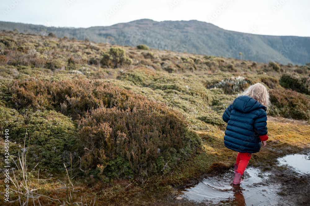 Fototapeta premium tasmania alpine plants, hiking with a baby on a boardwalk in a national park