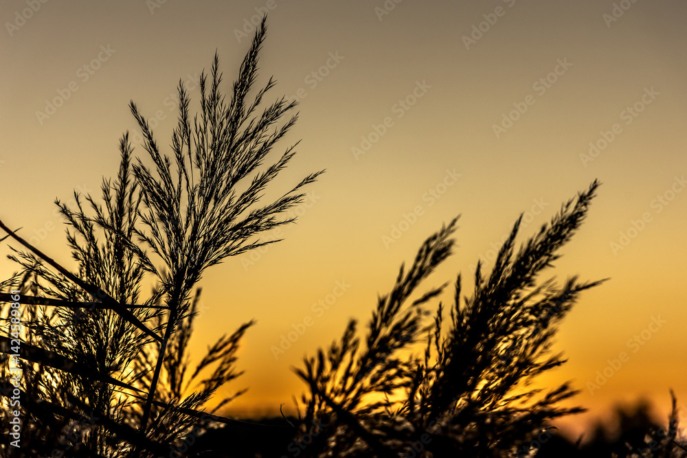 Contours of reed ears against the orange setting sun. Photo taken in natural lighting.
