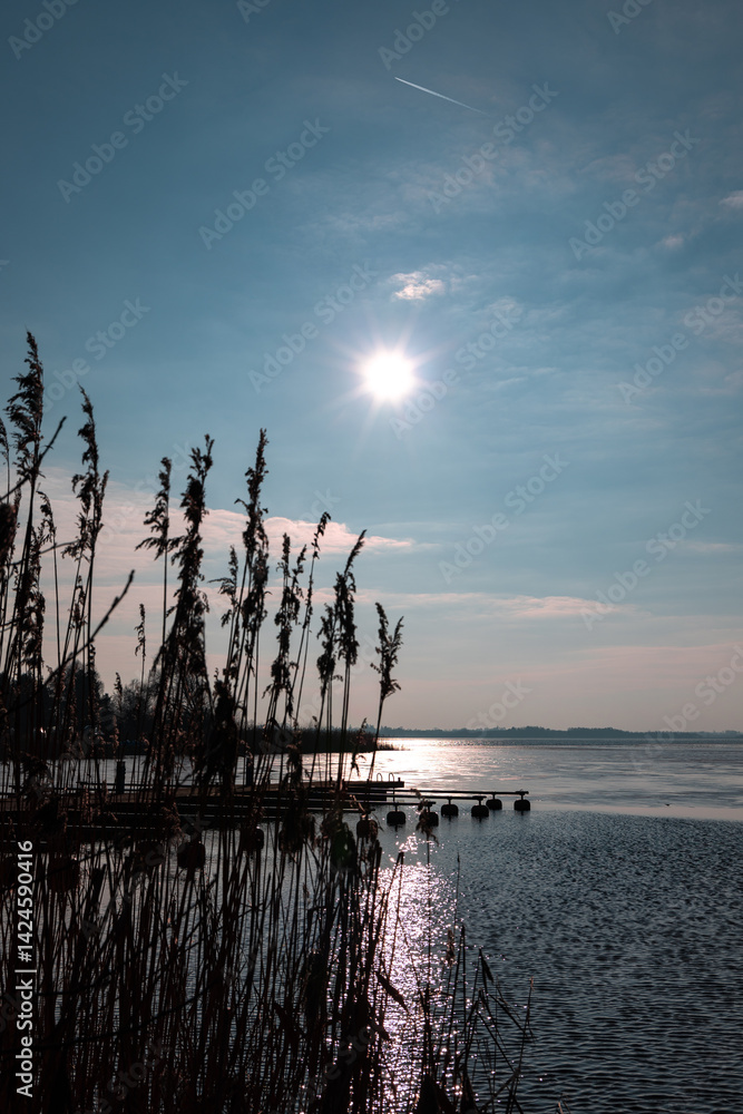 Reed against the harsh light of the sun ove the lake. Photo taken in natural lighting in the middle of sunny day.