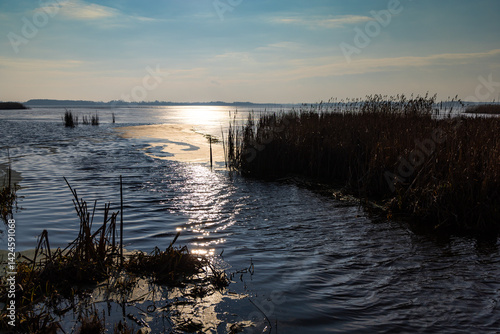 Obraz na płótnie Reed against the harsh light of the sun ove the lake. Photo taken in natural lighting in the middle of sunny day. w salonie