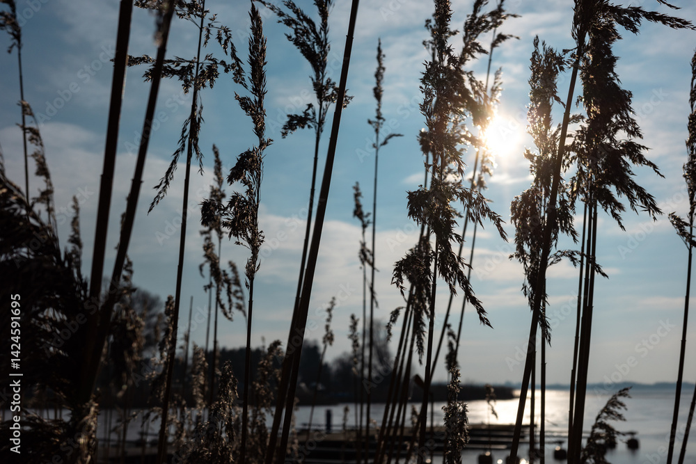 Reed against the harsh light of the sun ove the lake. Photo taken in natural lighting in the middle of sunny day.