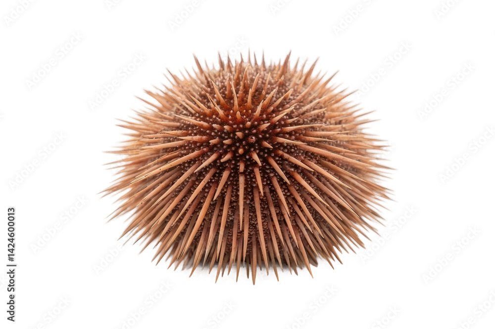 Obraz premium Unique sea urchin with spiny texture found in marine environments for oceanic studies