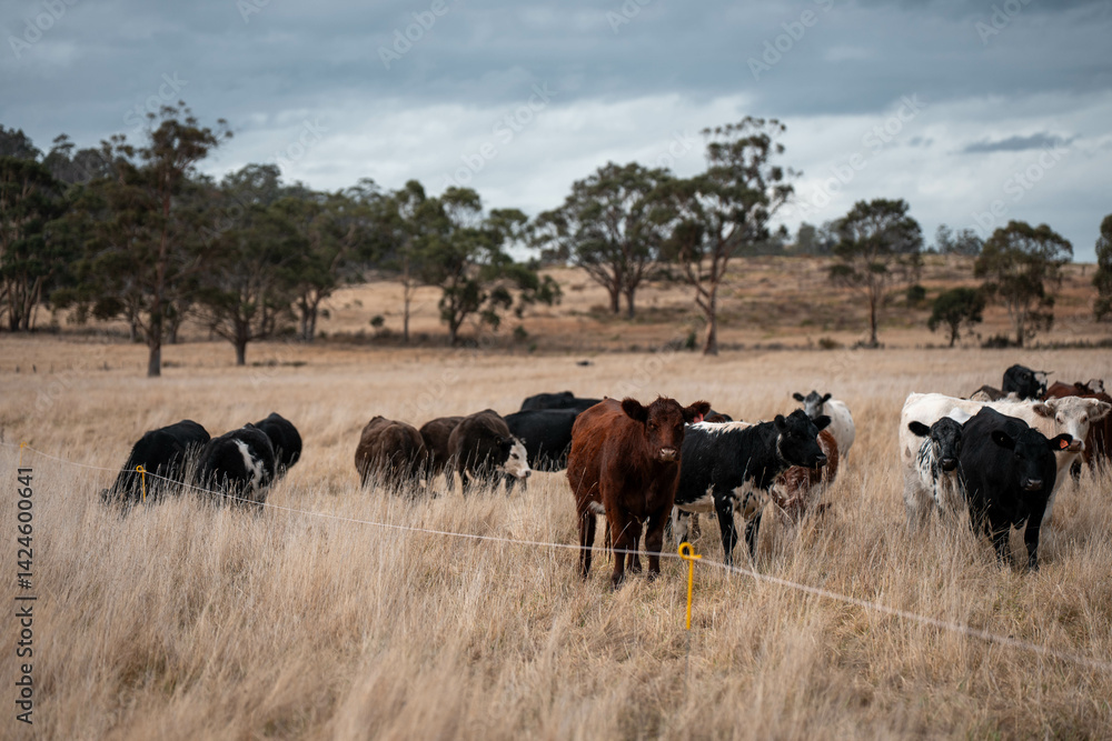 farming cows in a field on a farm eating grass in a beautiful country landscape