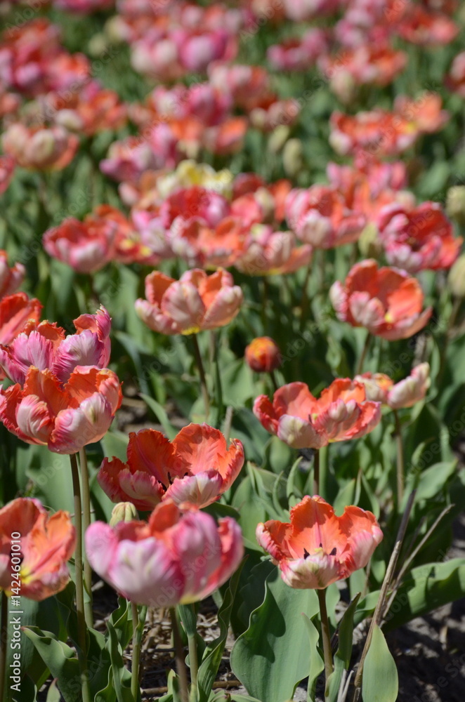 Fototapeta premium Vibrant Floral Display of Pink, Orange, and Red Tulips
