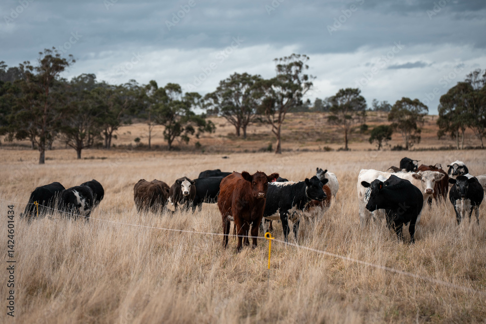 native grassland with Cows eating long pasture in Australia. in summer