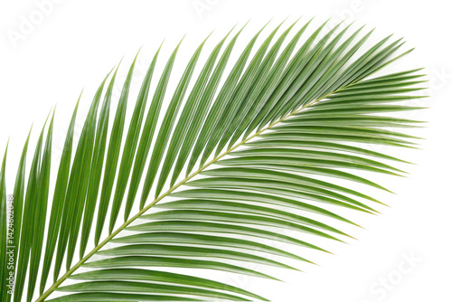 Green palm leaf placed elegantly for tropical decor and design projects, ideal for summer themes or nature-inspired backgrounds