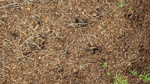 A nest of red wood ants in a forest in northern Germany. They are active and display impressive nest structures. Thousands of insects exhibit fascinating social behavior. 280 MB; 58 sec; pps 50