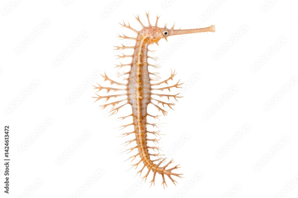 Fototapeta premium Unique seahorse specimen showcasing intricate features and delicate spines in marine environment