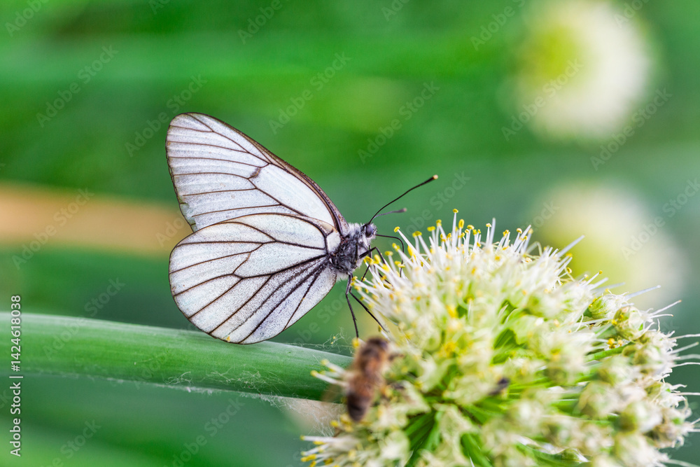 Butterfly Aporia crataegi on flower of onions