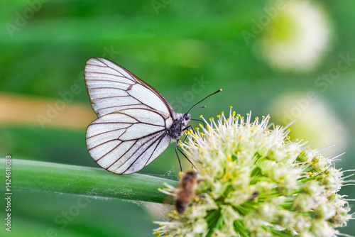 Obraz na płótnie Butterfly Aporia crataegi on flower of onions w salonie