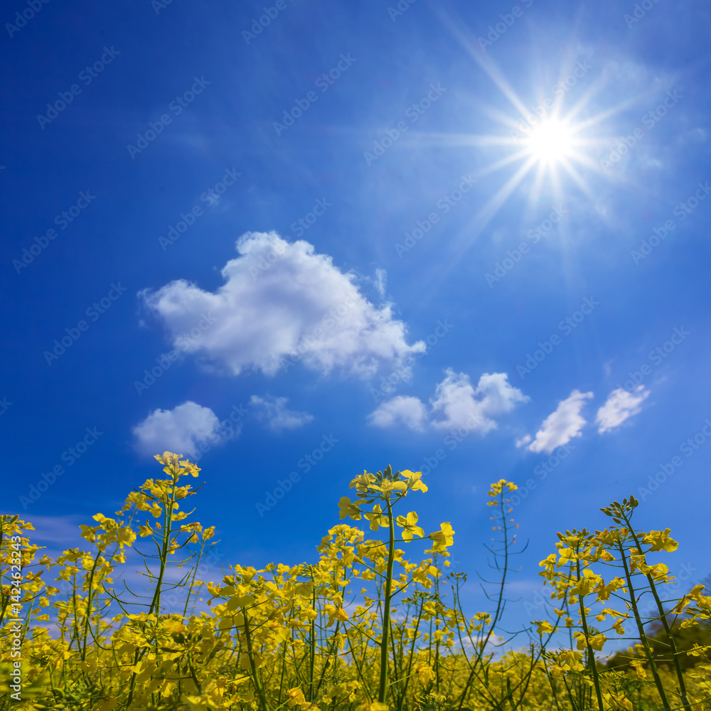 Obraz premium spring yellow rape field at the sunny day, seasonal agricultural scene