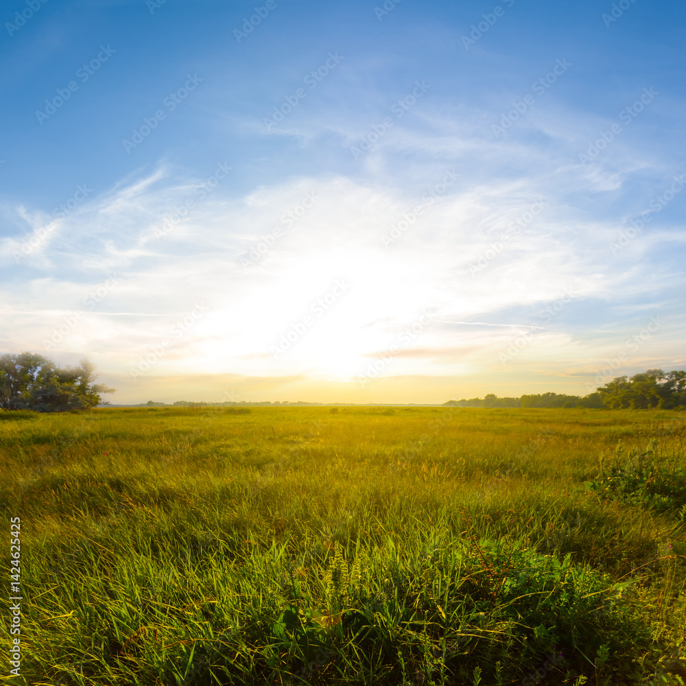 summer green prairie with wild flowers at the sunset summer green prairie with wild flowers at the sunset