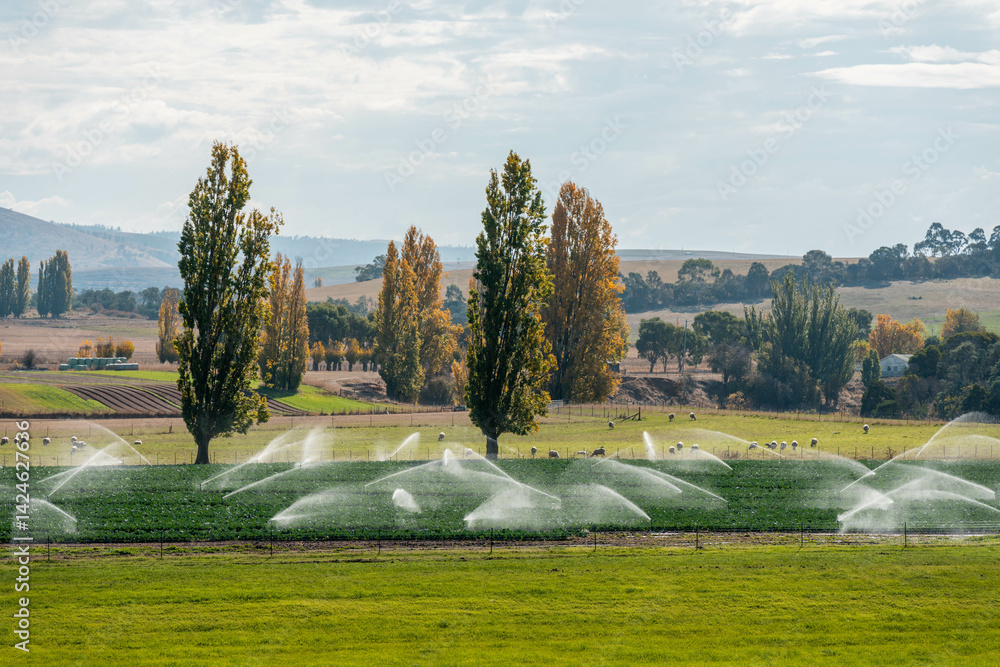 farm growing vegetables in a field irrigation with water from a river. sprinklers watering and producing food on a farm in australia