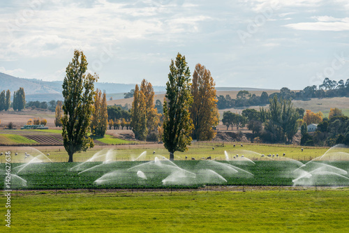 Obraz na płótnie farm growing vegetables in a field irrigation with water from a river. sprinklers watering and producing food on a farm in australia w salonie