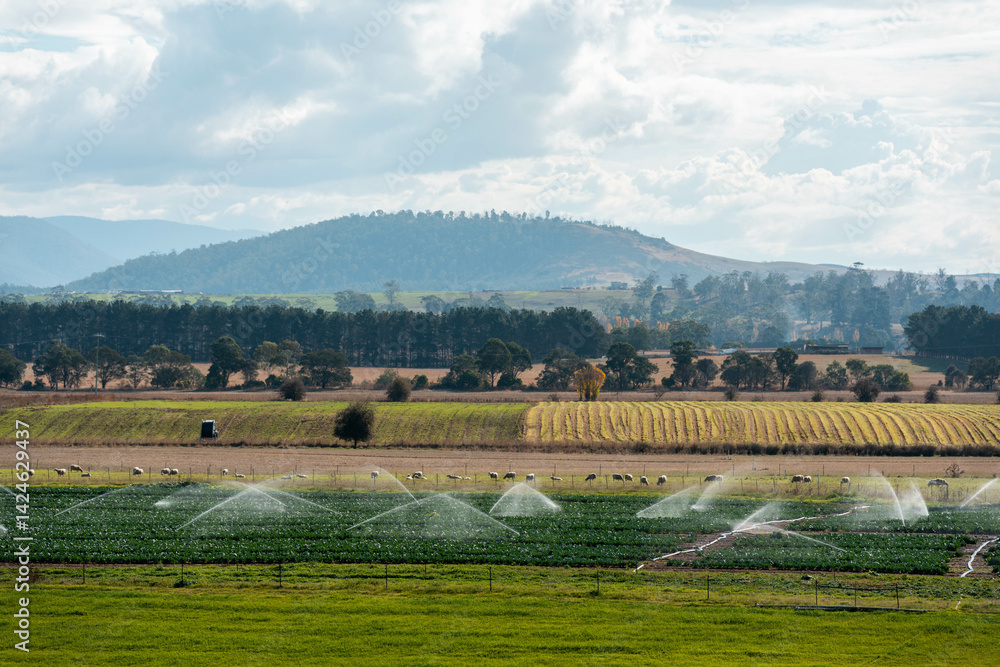 farm growing vegetables in a field irrigation with water from a river. sprinklers watering and producing food on a farm in australia