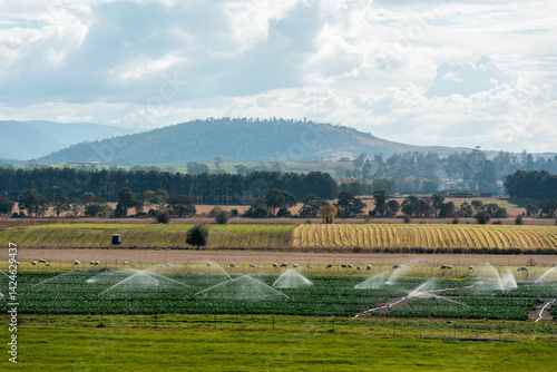 Obraz na płótnie farm growing vegetables in a field irrigation with water from a river. sprinklers watering and producing food on a farm in australia w salonie
