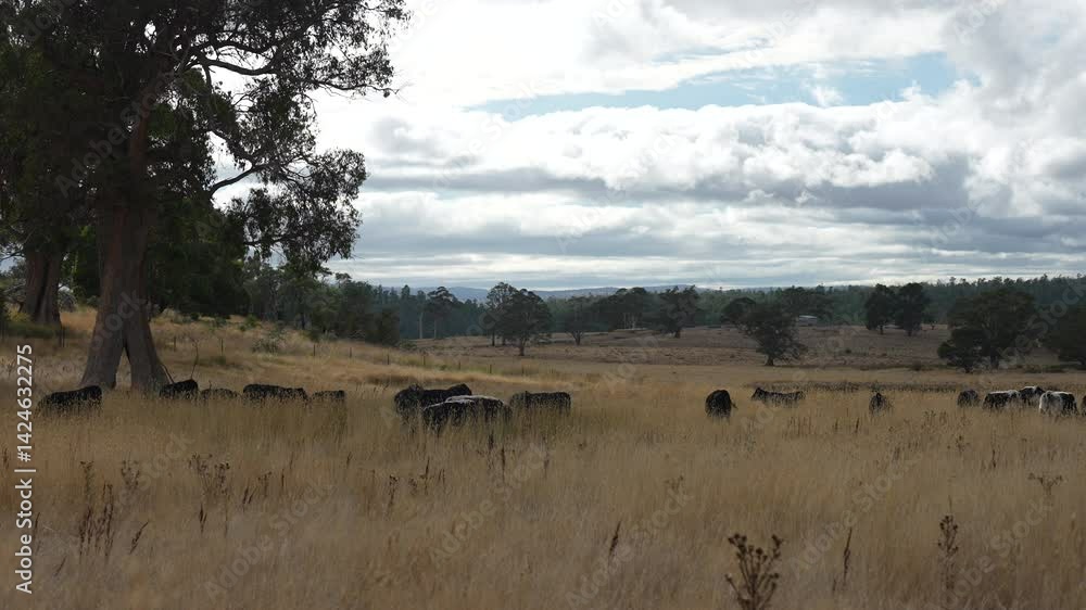beautiful cattle in Australia eating grass, grazing on pasture. Herd of cows free range beef being regenerative raised on an agricultural farm. Sustainable farming beautiful cattle in Australia eating grass, grazing on pasture. Herd of cows free range beef being regenerative raised on an agricultural farm. Sustainable farming