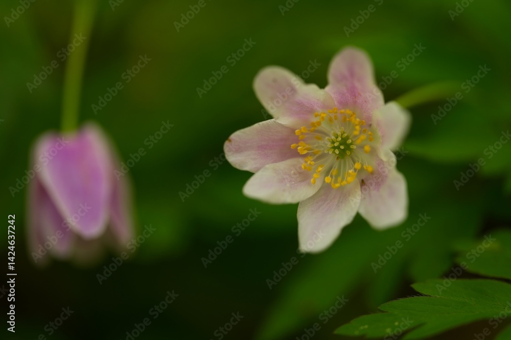 wood anemone flower in spring wood anemone flower in spring