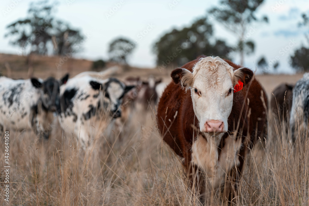 native grassland with Cows eating long pasture in Australia. in summer