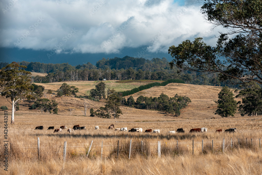 beautiful cattle in Australia eating grass, grazing on pasture. Herd of cows free range beef being regenerative raised on an agricultural farm. Sustainable farming