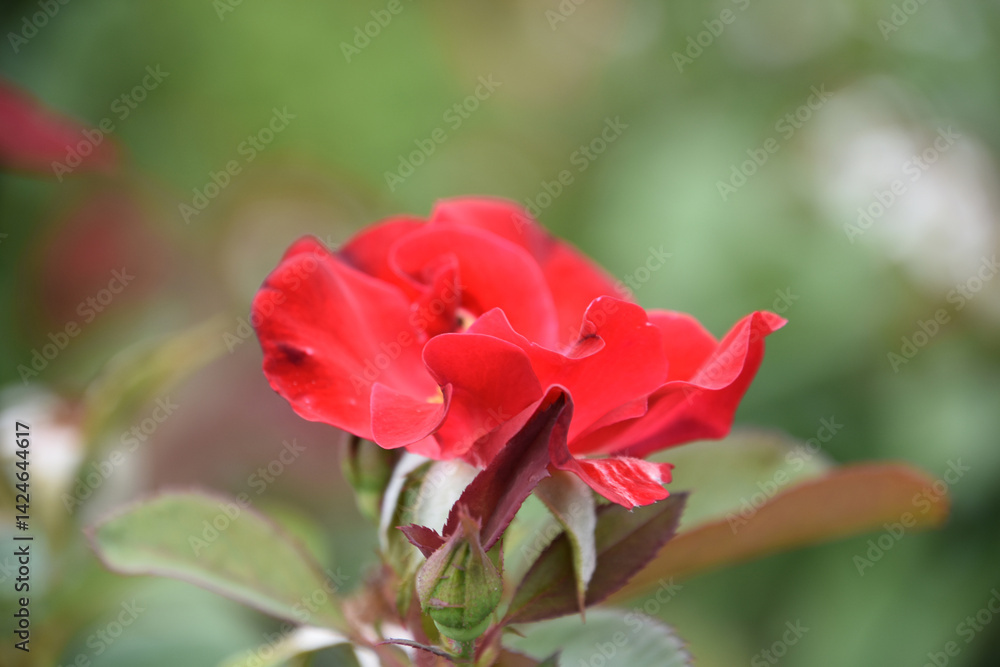 Brilliant Red Rose Blooming and Flowering Brilliant Red Rose Blooming and Flowering