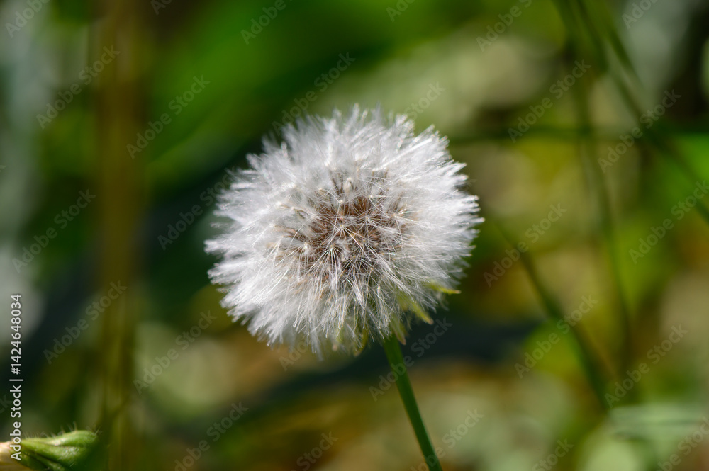 Fototapeta premium dandelion on green background
