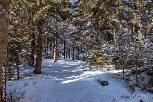 Fototapeta Naklejka Na Ścianę i Meble -  Radziejowa w zimowej scenerii. Najwyższy szczyt Beskidu Sądeckiego.  Popradzki Park Krajobrazowy. Korona Gór Polski. Beskid Sądecki.