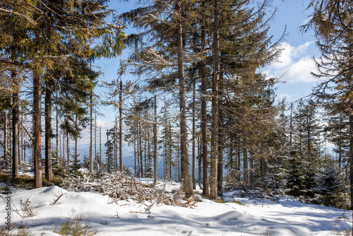 Fototapeta Naklejka Na Ścianę i Meble -  Radziejowa w zimowej scenerii. Najwyższy szczyt Beskidu Sądeckiego.  Popradzki Park Krajobrazowy. Korona Gór Polski. Beskid Sądecki.