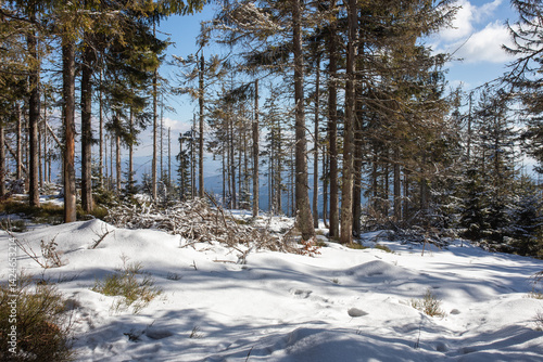 Fototapeta Naklejka Na Ścianę i Meble -  Radziejowa w zimowej scenerii. Najwyższy szczyt Beskidu Sądeckiego.  Popradzki Park Krajobrazowy. Korona Gór Polski. Beskid Sądecki.