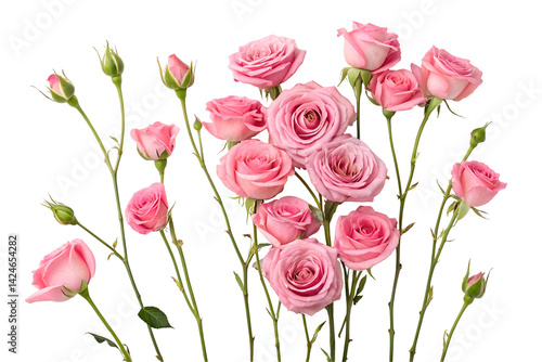 bouquet of roses, pink roses on transparent background 