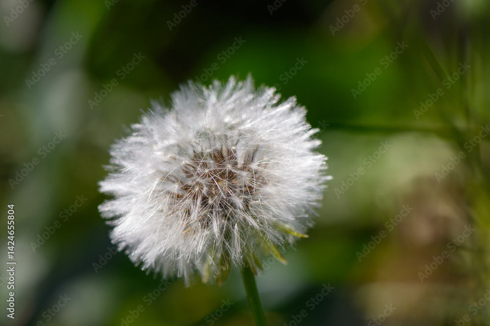 dandelion on green background dandelion on green background