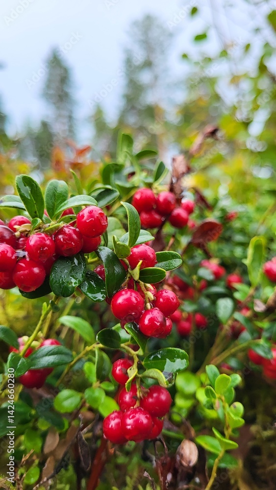 Obraz premium Bright red berries cluster among shiny green leaves, thriving in a tranquil outdoor environment. The scene showcases nature’s rich colors and textures during daytime.