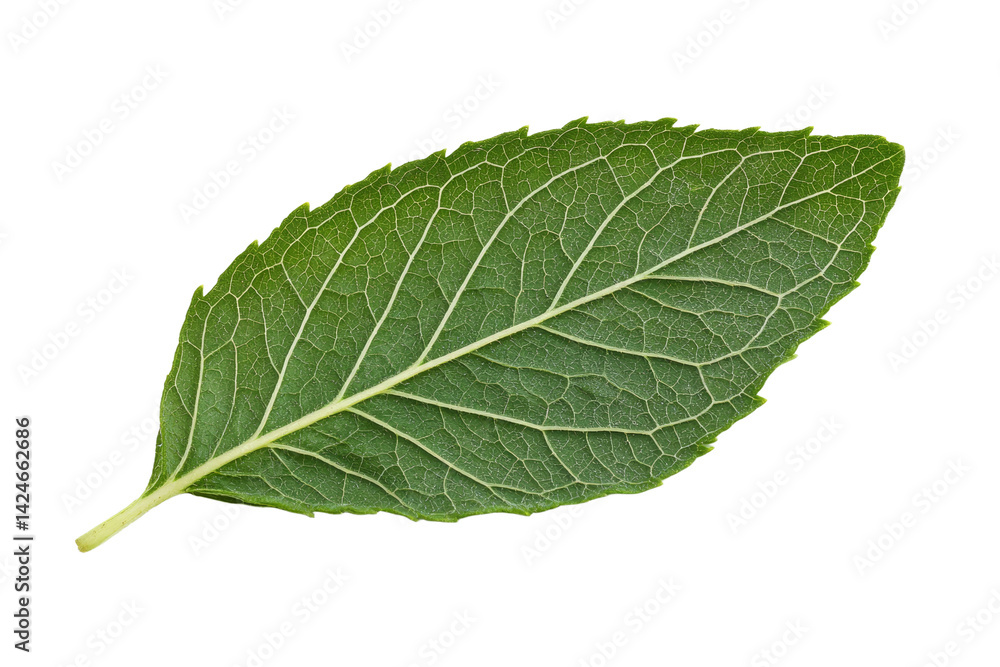 Fototapeta premium Leaf is shown in its natural form, with a white background, isolated