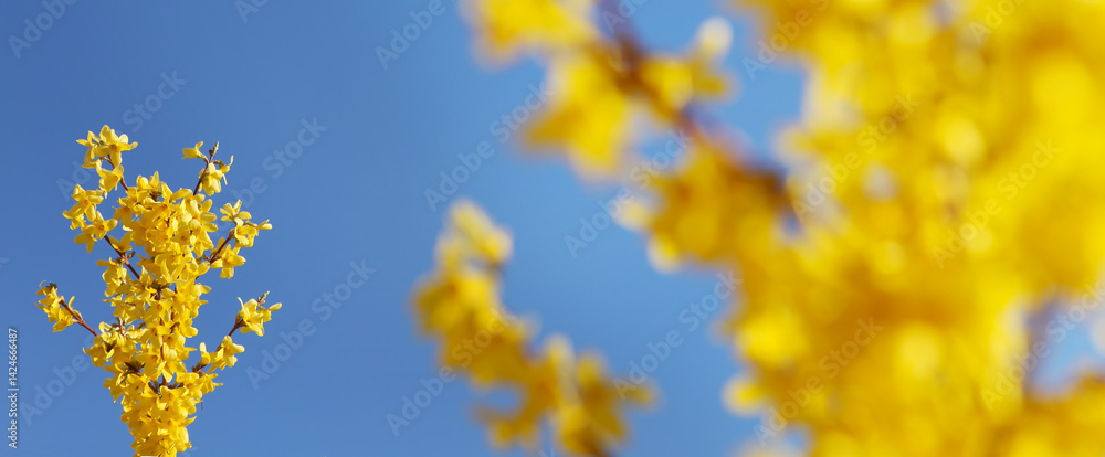 Yellow blooming forsythia flowers against a blue sky. A branch with bright yellow flowers close-up. Spring background