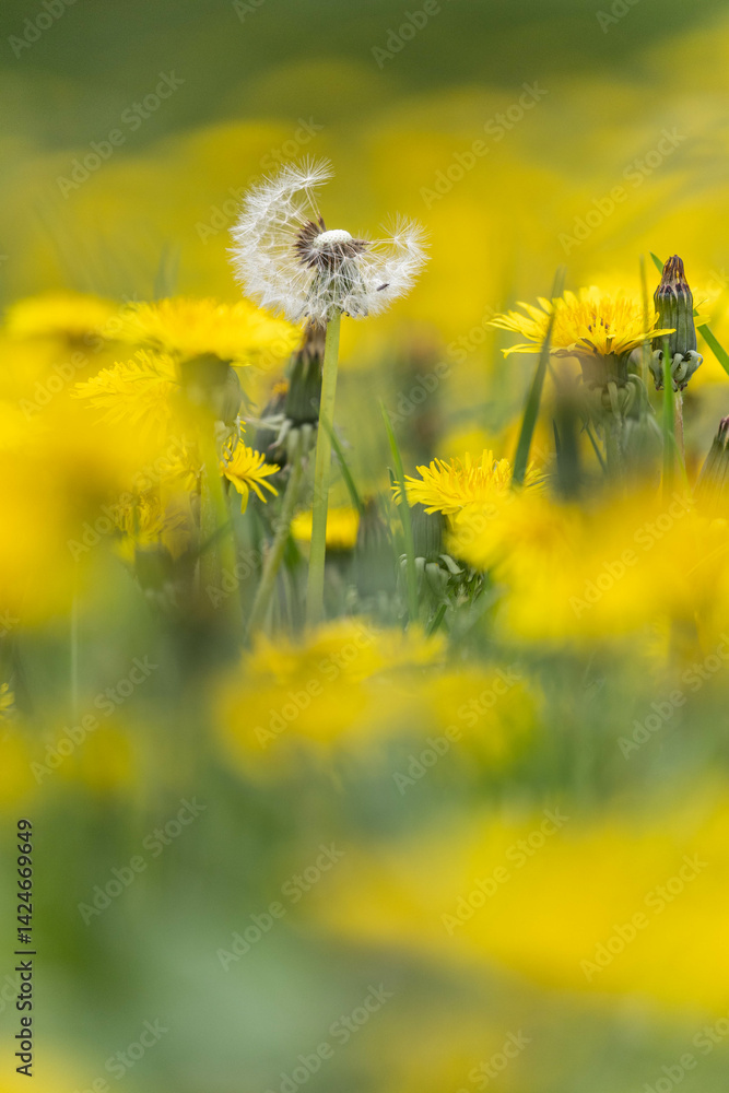 Obraz premium a field of dandelions (German: Löwenzahn) in spring