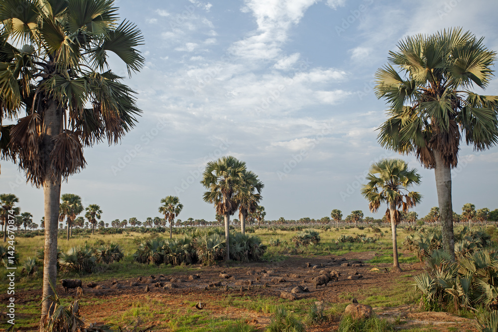 Obraz premium A herd of buffalo lie in the mud spa. Africa's most dangerous animal. A group of buffalo are relaxing on an open plain in Uganda.