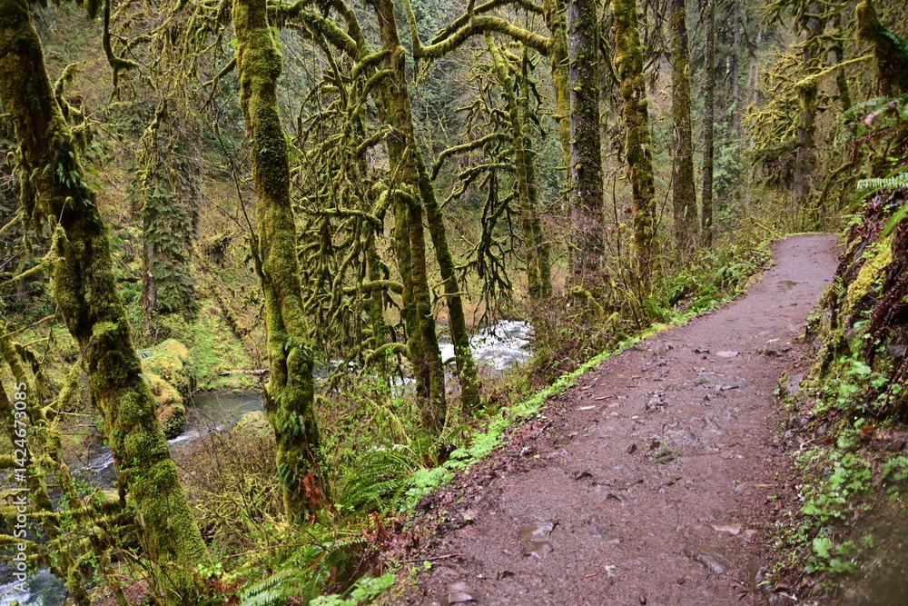 Fototapeta premium footpath in the woods