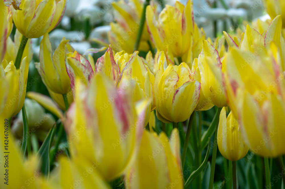 Naklejka premium The tulip in the green