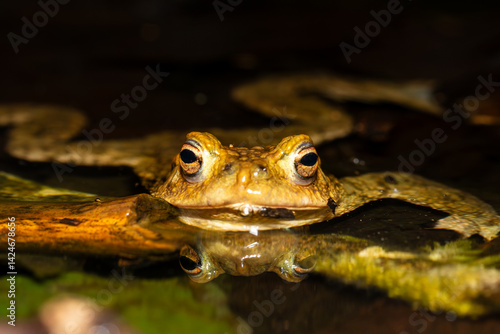 Crapaud commun dans l'eau