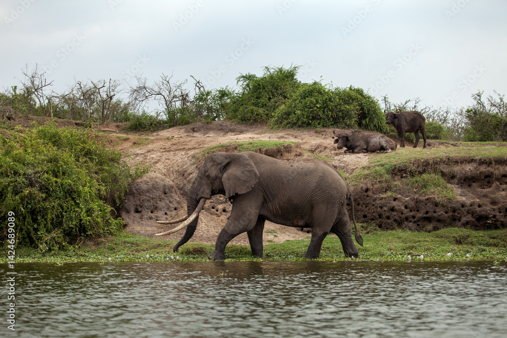 Naklejka premium Elephant is walking around the river. African elephants near the water. 