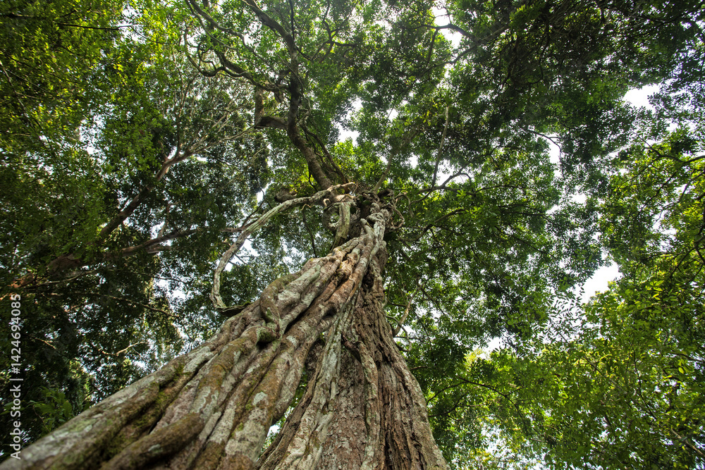 Fototapeta premium A wild jungle in Uganda. A vegetation in Uganda's rainforest. African forests are home to strong and old trees.