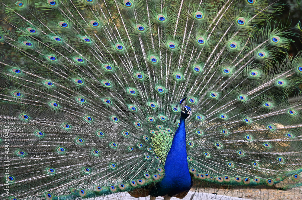 Fototapeta premium Peacock has a wonderful visual beauty with its colorful fluffy feathers.