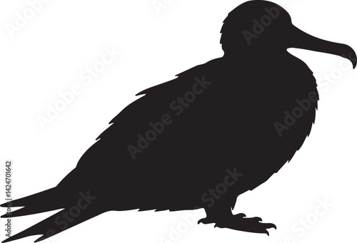 Frigatebird Silhouette on White Background
