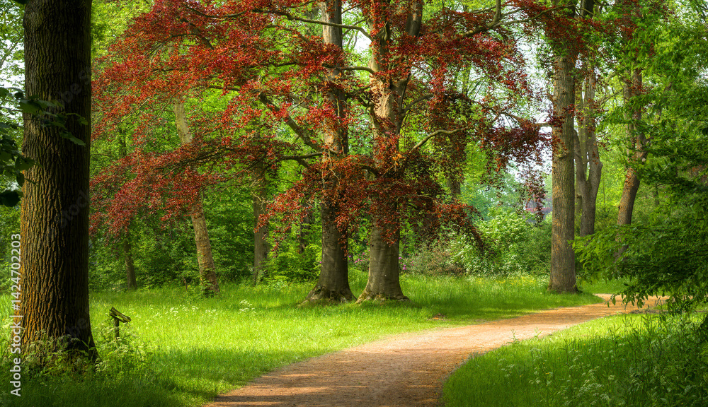 Naklejka premium Walking Path and Copper Beech in the Famous De Haar Castle Gardens outside Utrecht, Netherlands