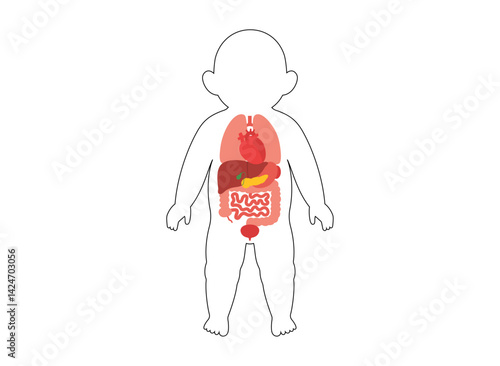 Internal organs of the child