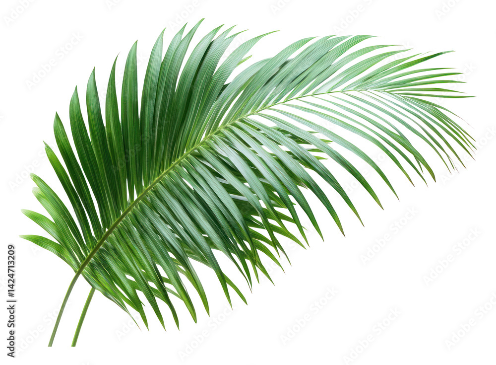 Fototapeta premium PNG Palm leaves leaf background isolated.
