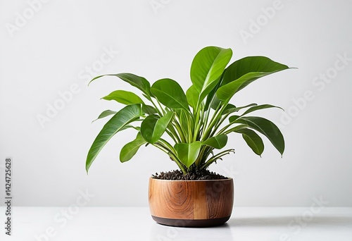 A potted plant sitting on top of a white table.