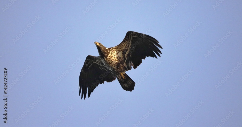 Fototapeta premium eagle in flight